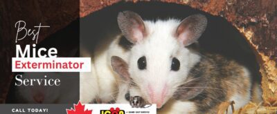 How-to-Select-the-Best-Mice-Exterminator-Services-Near-You