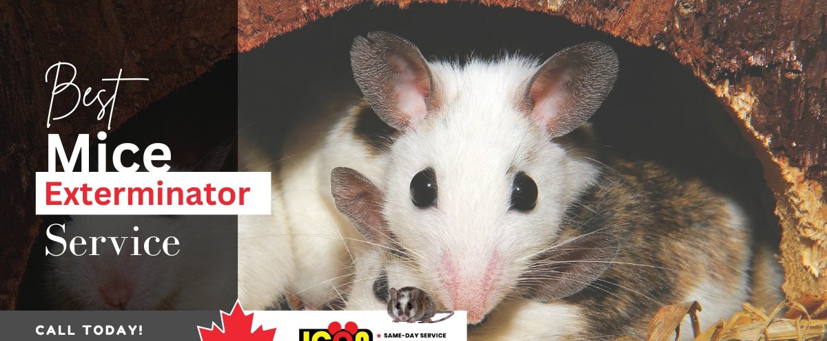 Best Exterminator for Mice
