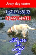 Army dog center 03017735103