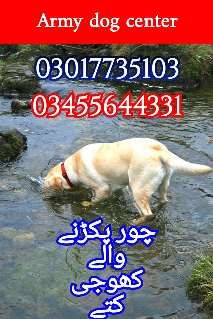 Army dog center 03017735103