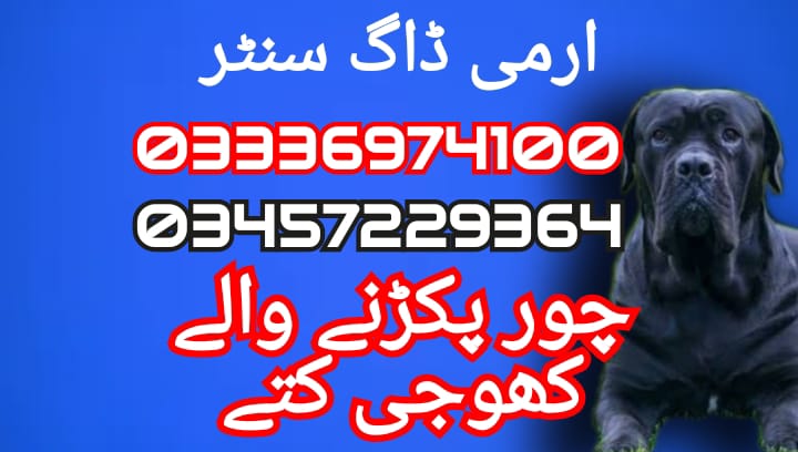 Army dog center 03457229364 (khoji dog)