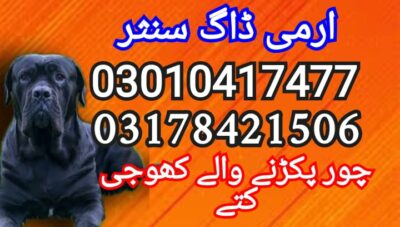 IMG-20250801-WA0005-1