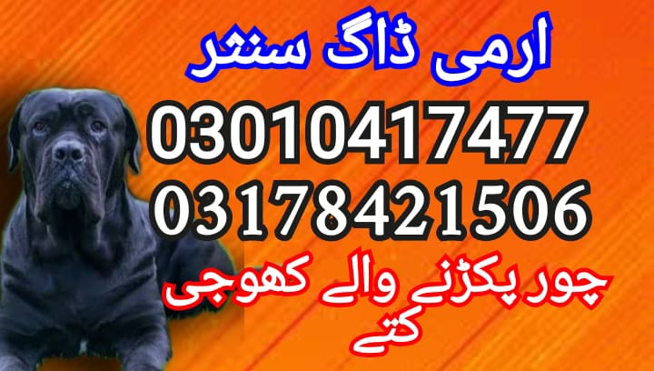 Army dog center 03010417477